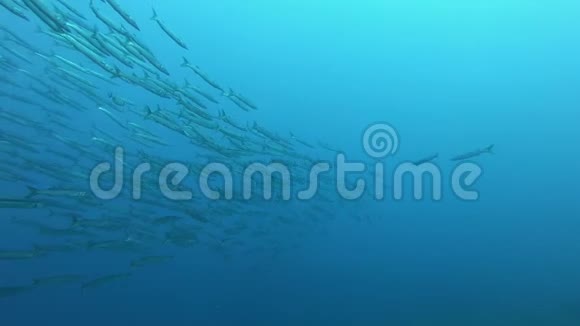 水下野生动物场景水肺潜水与梭鱼大学校视频的预览图