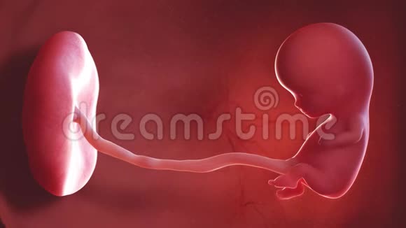 人类胎儿第10周视频的预览图