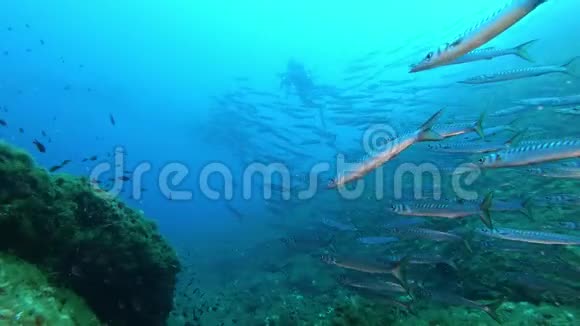 水下野生动物场景水肺潜水与梭鱼大学校视频的预览图