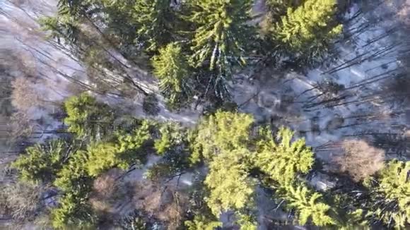 冬季森林中桦树和云杉树的鸟瞰图视频的预览图