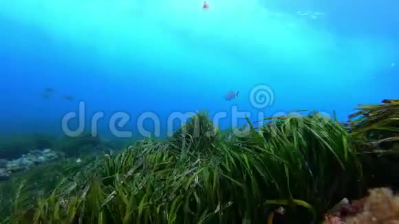 水下自然绿色正田视频的预览图