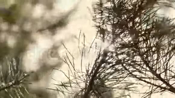 阳光透过树的光芒视频的预览图