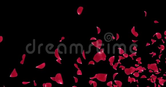飞行浪漫红玫瑰花花瓣落座阿尔法哑光环4k视频的预览图