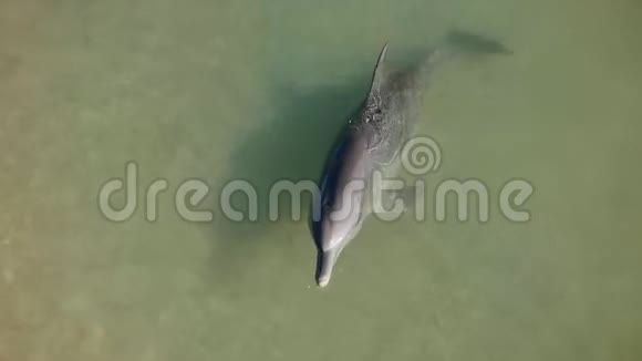 鲨鱼湾里的海豚视频的预览图