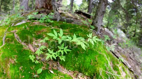 林中的绿色植物视频的预览图
