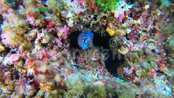 海底野生动物彩色珊瑚礁中的海鳗视频的预览图