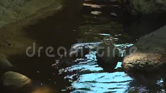 水獭在池塘水中玩耍和游泳4k超高清视频的预览图
