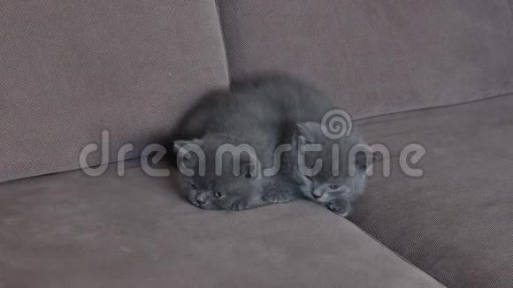 沙发上可爱的小猫画像视频的预览图