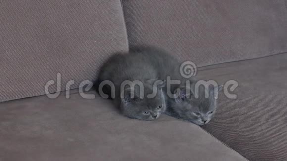 沙发上可爱的小猫画像视频的预览图