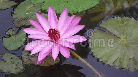 一个水库里发现了粉红色的莲花视频的预览图
