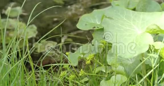 绿色植物和花卉旁边的春天4KFS700奥德赛7Q视频的预览图