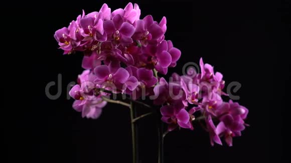 紫色迷你兰花变成黑色背景视频的预览图