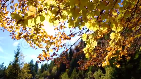 五彩缤纷的秋天落叶透过山林中的秋叶观赏秋天的森林美景金色的树叶视频的预览图