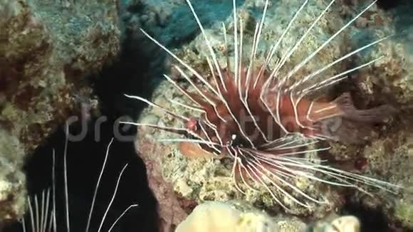 红海底水下景观珊瑚中的蝎子鱼视频的预览图