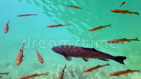 在普利特维湖游泳的鱼的浅滩视频的预览图