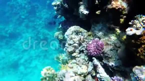 红海多色热带鱼类的水下珊瑚礁埃及视频的预览图