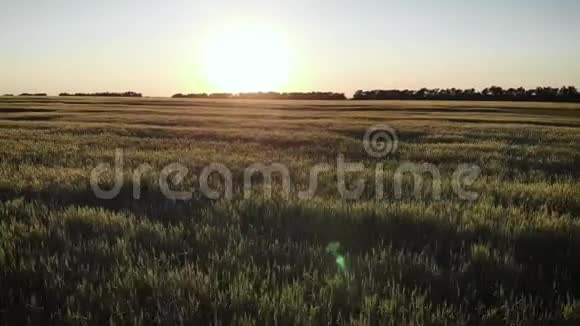 用夕阳鸟瞰农业绿野视频的预览图