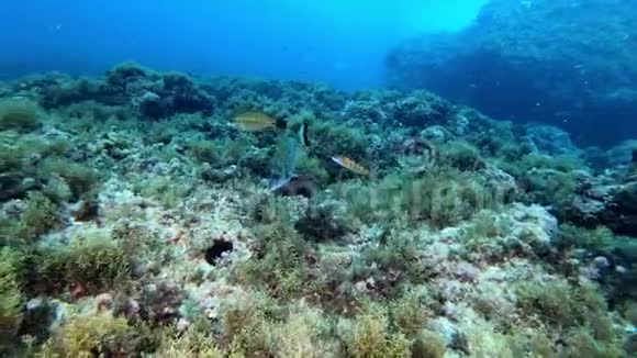 海洋生物鱼在珊瑚礁中游动视频的预览图
