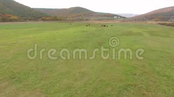 在草地上放牧牛群视频的预览图