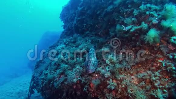 水下场景珊瑚礁中的格鲁珀鱼视频的预览图