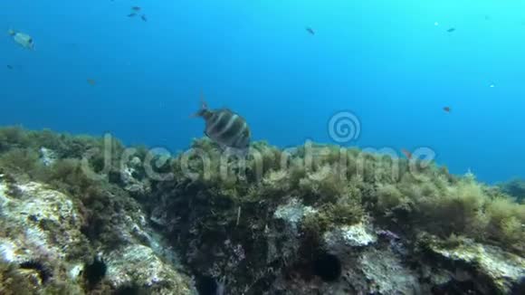 水下场景地中海珊瑚礁中的帝王视频的预览图
