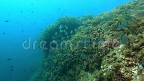 海洋生物在马略卡礁潜水视频的预览图