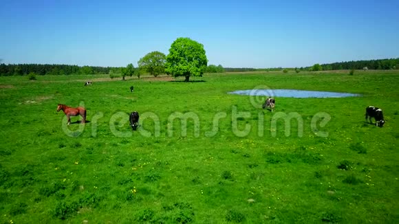 奶牛在池塘附近的草地上觅食视频的预览图