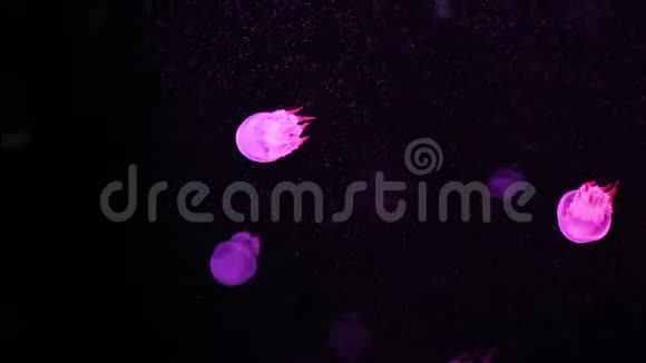 闪闪发光的水母在水族馆里游泳视频的预览图