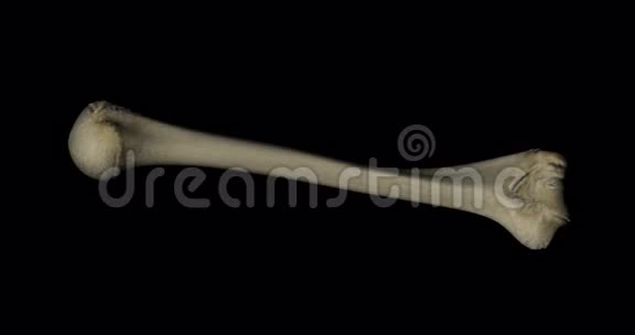 人体骨骼旋转的Humerus骨视频的预览图