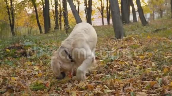 狗种黄金猎犬视频的预览图