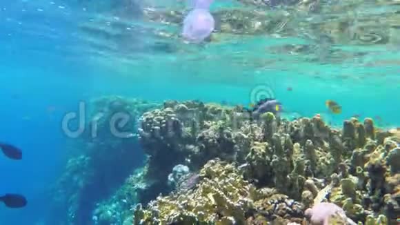 多彩海底世界热带鱼珊瑚礁附近的水母埃及视频的预览图