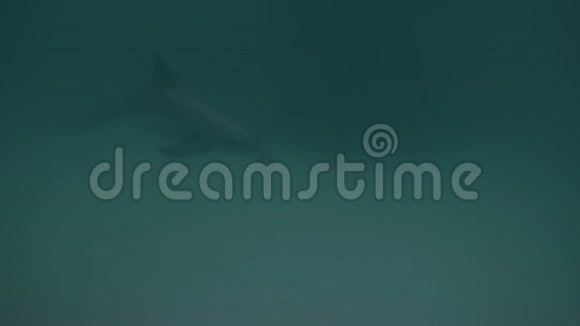 鲨鱼湾里的海豚视频的预览图