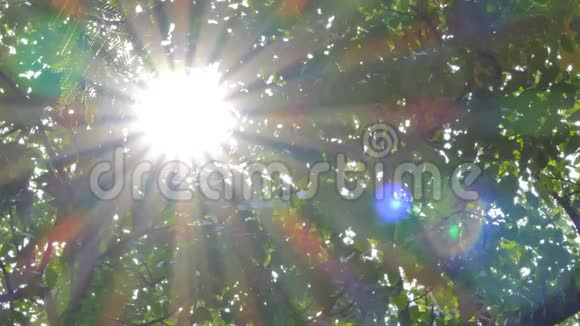 透过热带雨林中的树木发光视频的预览图