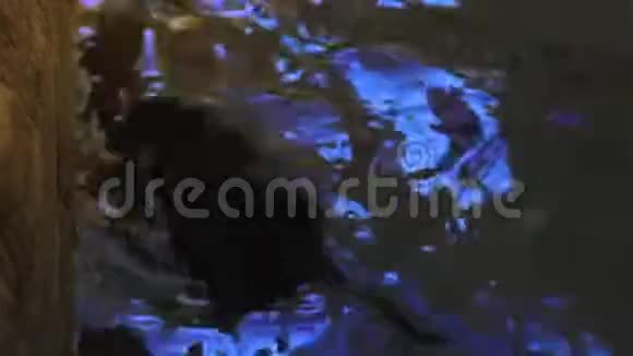 水獭在池塘水中玩耍和游泳实时4k视频的预览图