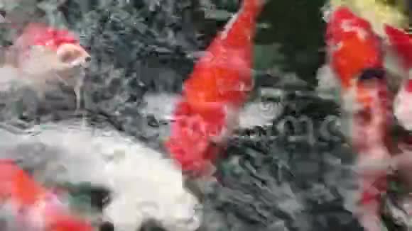 品种观赏锦鲤鱼游池塘视频的预览图