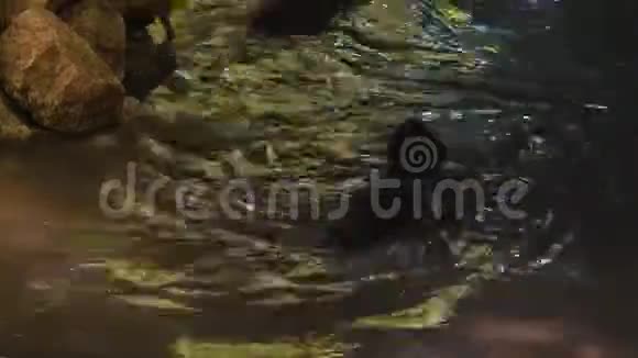 水獭在池塘水中玩耍和游泳实时4k视频的预览图