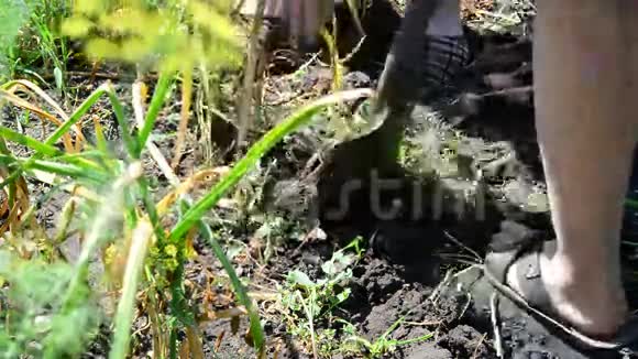 两个园丁用铲子从地上挖大蒜视频的预览图