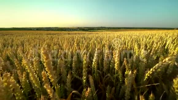 麦田地上的金色麦穗草甸麦田成熟穗的背景收获丰厚视频的预览图