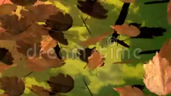 秋天的树叶翻飞视频的预览图