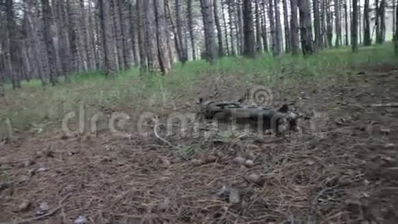 夏季松林及树木轮作视频的预览图