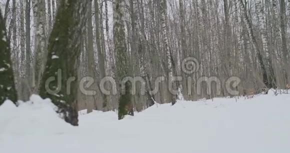 阳光明媚的冬天早晨一对年轻健康的年轻夫妇带着运动服在森林里奔跑视频的预览图