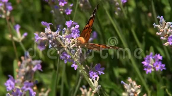 草花上的蝴蝶视频的预览图