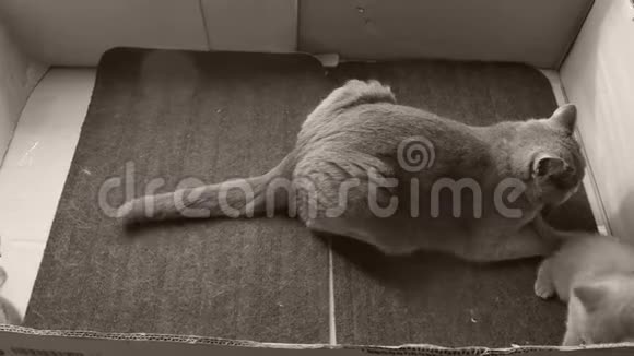 英国小猫在门垫上玩耍和打架视频的预览图
