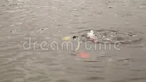 在一个山湖里潜水为紧急救援人员练习技术浸泡在冷水中视频的预览图