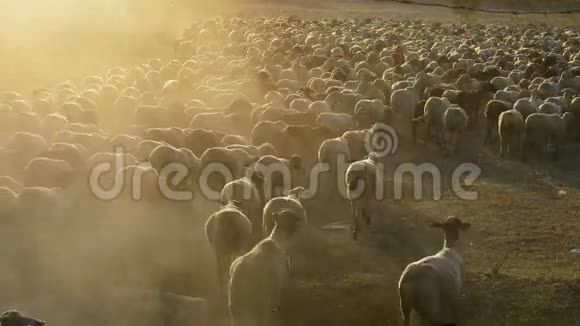 日落时走的牛羊视频的预览图