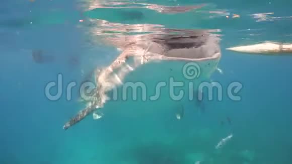 海洋中的鲸鲨视频的预览图