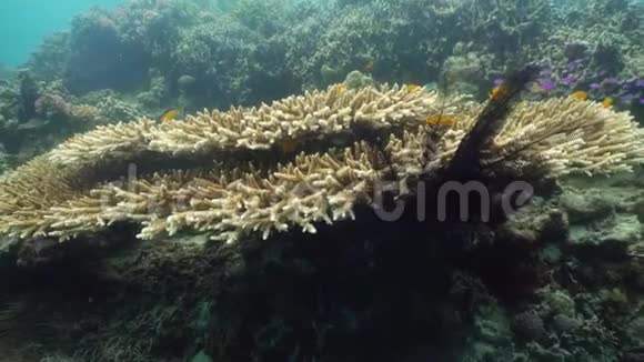 珊瑚礁和热带鱼菲律宾Camiguin视频的预览图