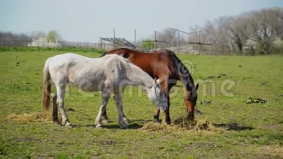 农家牧场小马草夏季牧场动物视频的预览图
