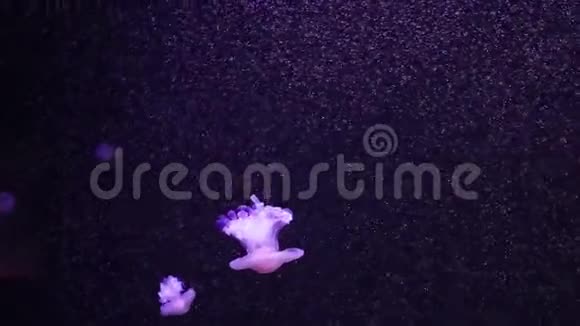 闪闪发光的水母在水族馆里游泳视频的预览图