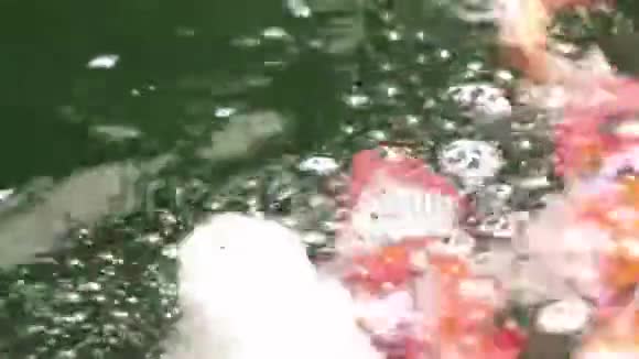 自然美品种观赏锦鲤鱼游泳视频的预览图